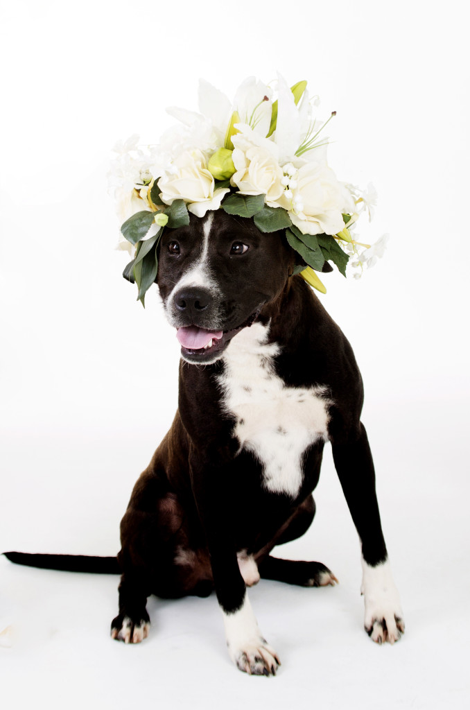 Janice_Freeland_2016_Dogs w_flowers_137