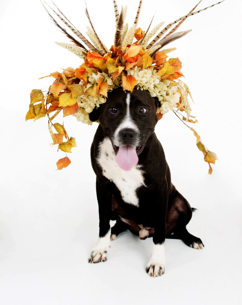 Janice_Freeland_2016_Dogs w_flowers_138