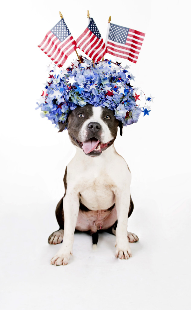 Janice_Freeland_2016_Dogs w_flowers_140