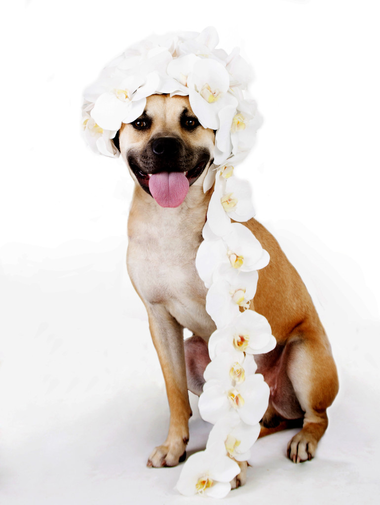 Janice_Freeland_2016_Dogs w_flowers_155